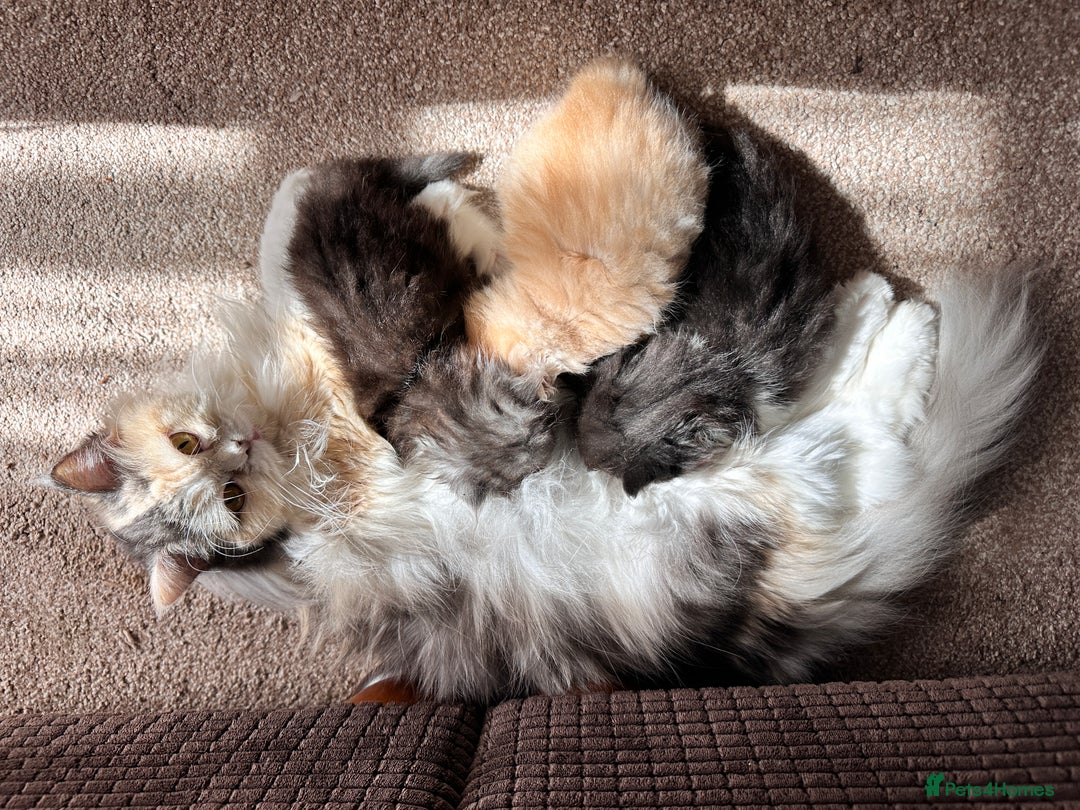 Persian cats for sale: 3 Cuddly Persian Babies❤️ - Image 17
