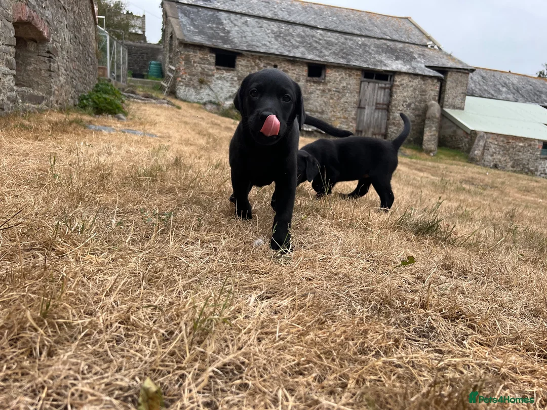 Labrador Retriever dogs for sale: 2 Beautiful Black girls available  - Advert 13