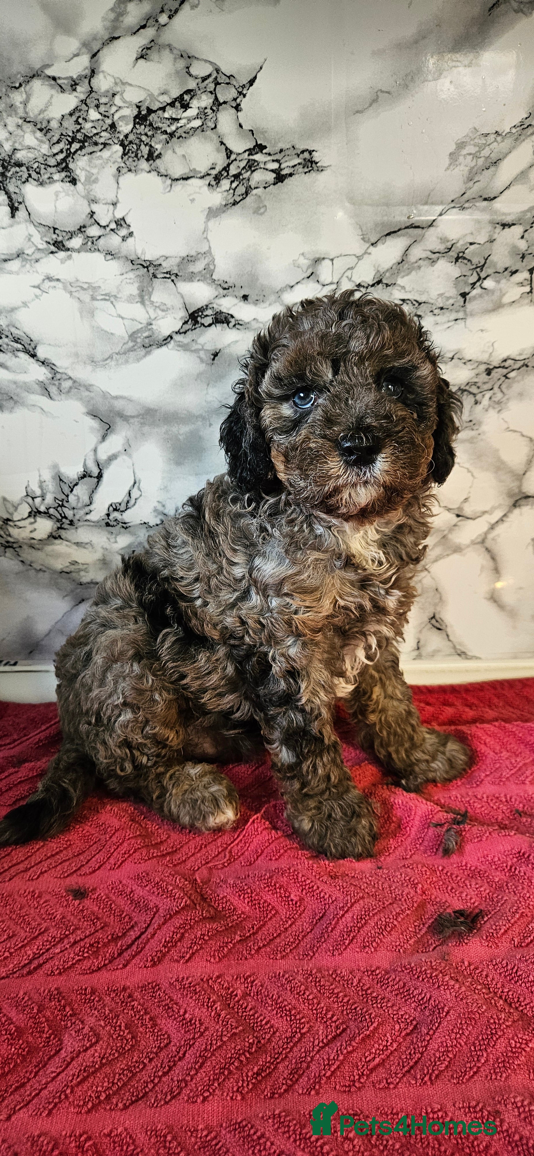 Cavapoo dogs NearlyREADY to leave .Cavapoos  - Advert 8
