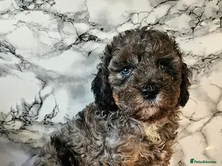 Cavapoo dogs NearlyREADY to leave .Cavapoos - Advert 8