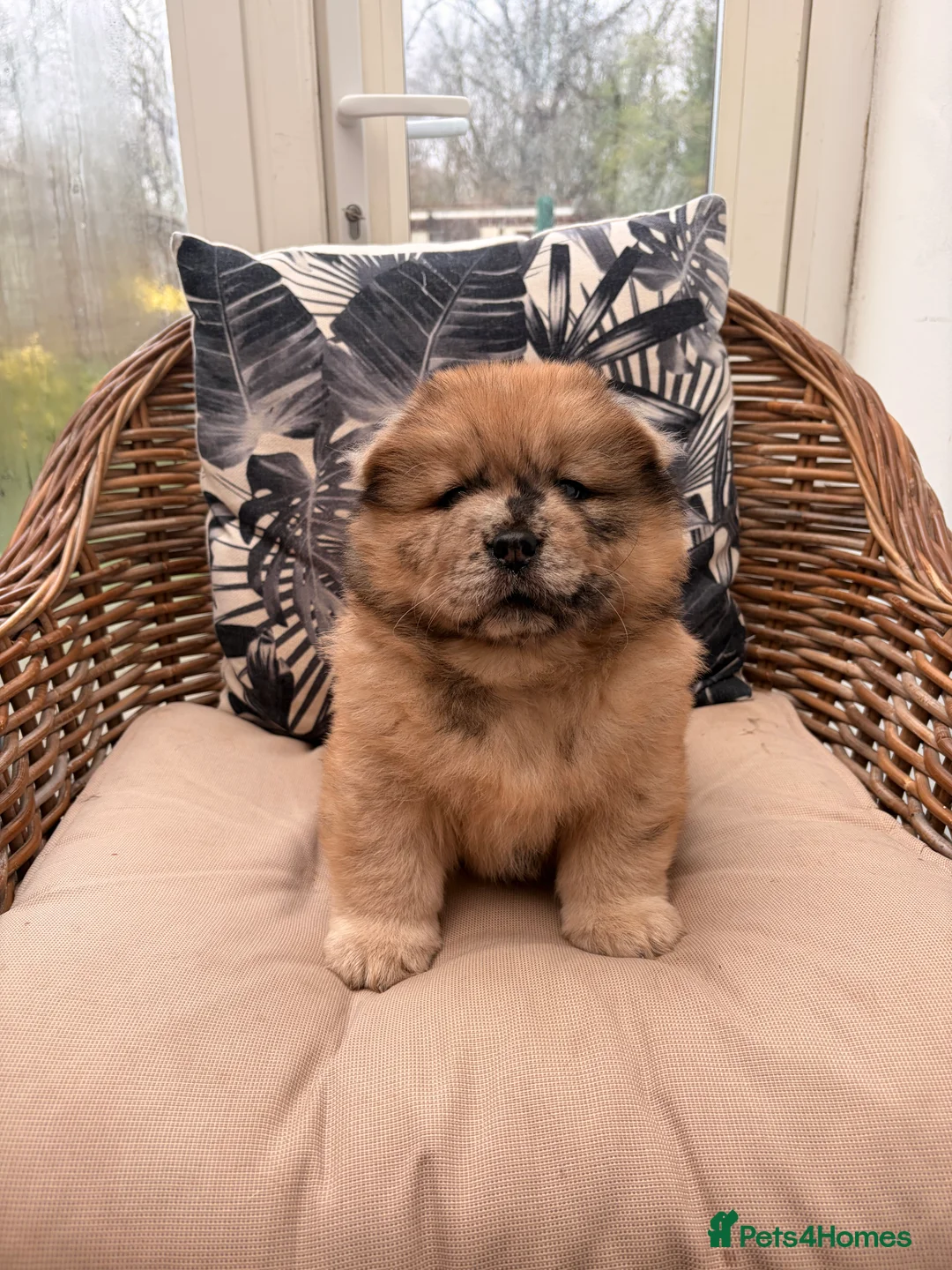 Chow Chow dogs for sale: 2 LEFT Merle Chowchow Puppies  - Advert 18