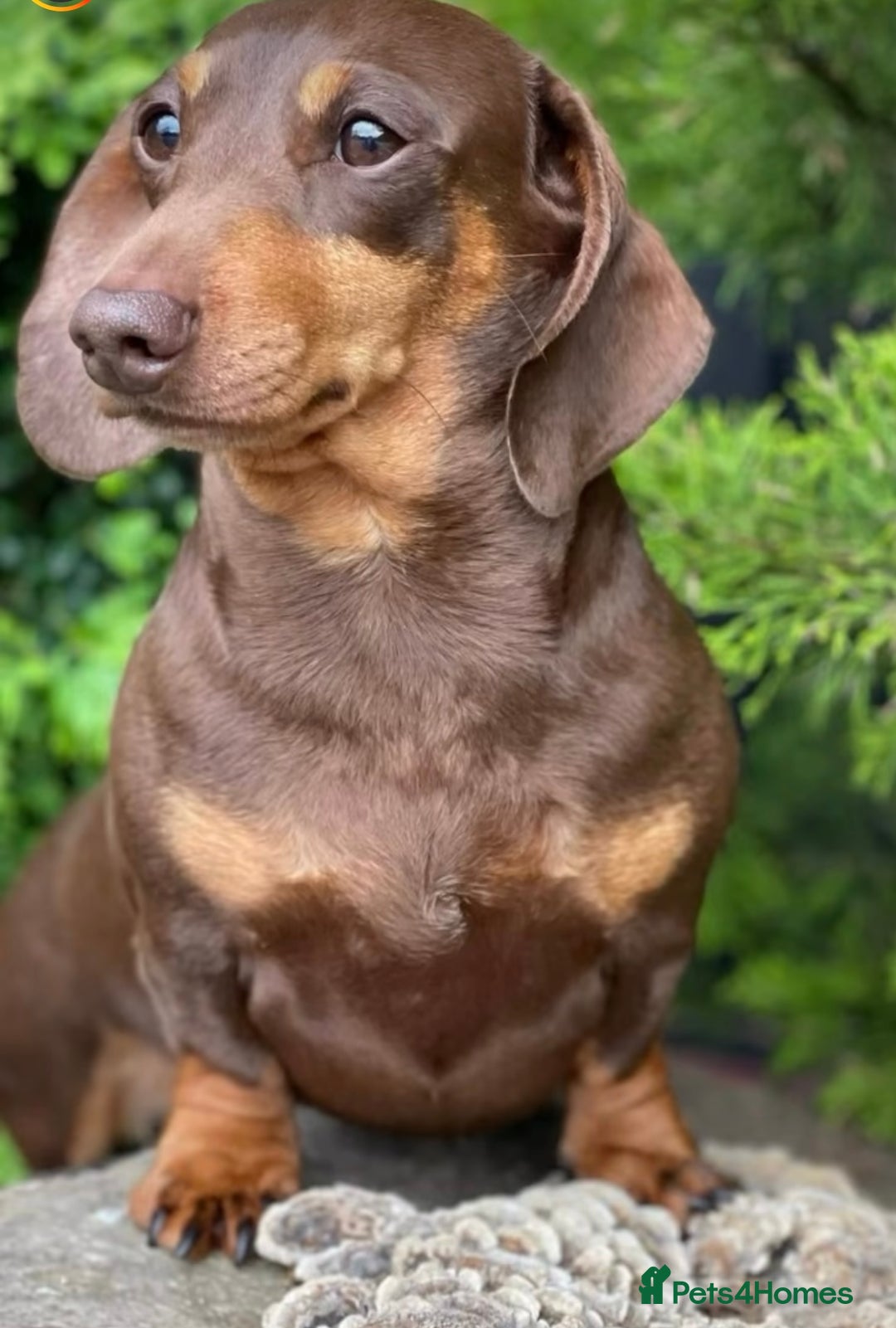 Miniature Dachshund dogs for sale: 💙𝐓𝐨𝐩 𝐛𝐥𝐨𝐨𝐝𝐥𝐢𝐧𝐞 𝐁𝐨𝐲𝐬 💙 - Advert 11