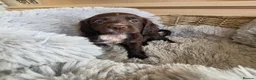 Cocker Spaniel dogs for sale: Working Type Cocker Spaniels - Advert 28