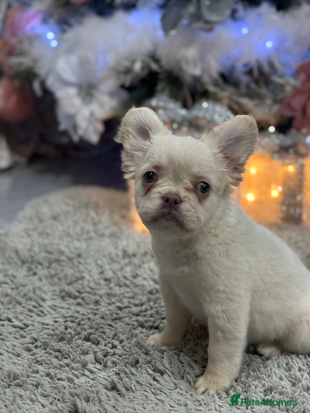 French Bulldog dogs for sale: LAST GIRL LEFT fluffy French bulldogs  - Advert 14