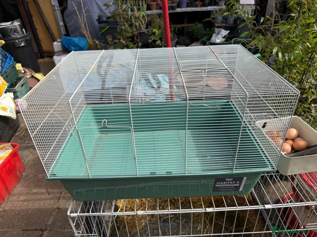 Mouse rodents for sale: Pets at Home Habitat 2 Spacious Small Animal Cage - Advert 1