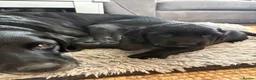 Springador dogs for sale: Springerdor puppy female - Advert 3