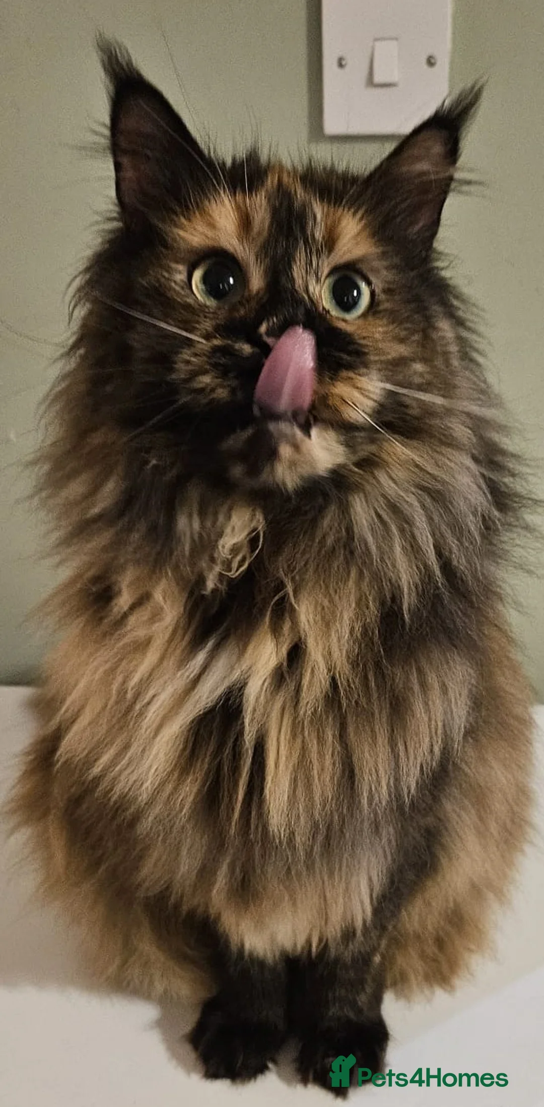 Maine Coon cats for sale: Gorgeous GCCF registered young female  - Advert 6