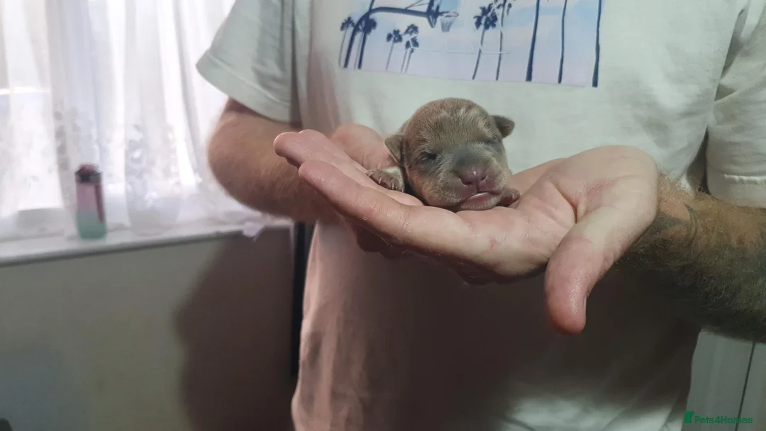Mixed Breed dogs for sale: STAFFIE CROSS SHAR PEI PUPPIES  in Brighouse - Advert 2