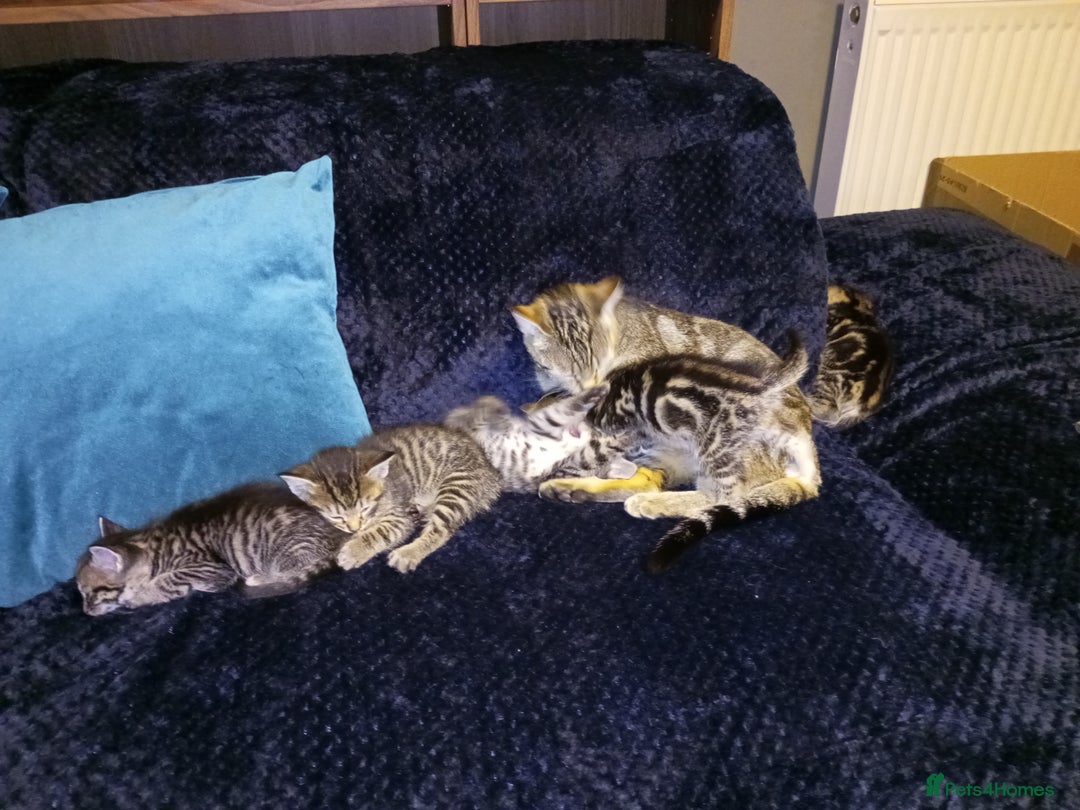 Domestic Shorthair cats for sale: Three female Domestic Shorthair - Image 10