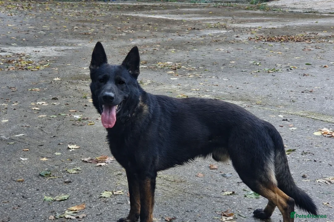 German Shepherd dogs for sale: Quality litter GSD @icepack kennels  - Advert 15