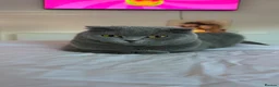 Scottish Fold cats for sale: 3 Gorgeous Tiger-Striped Scottish Fold Kittens - Advert 2