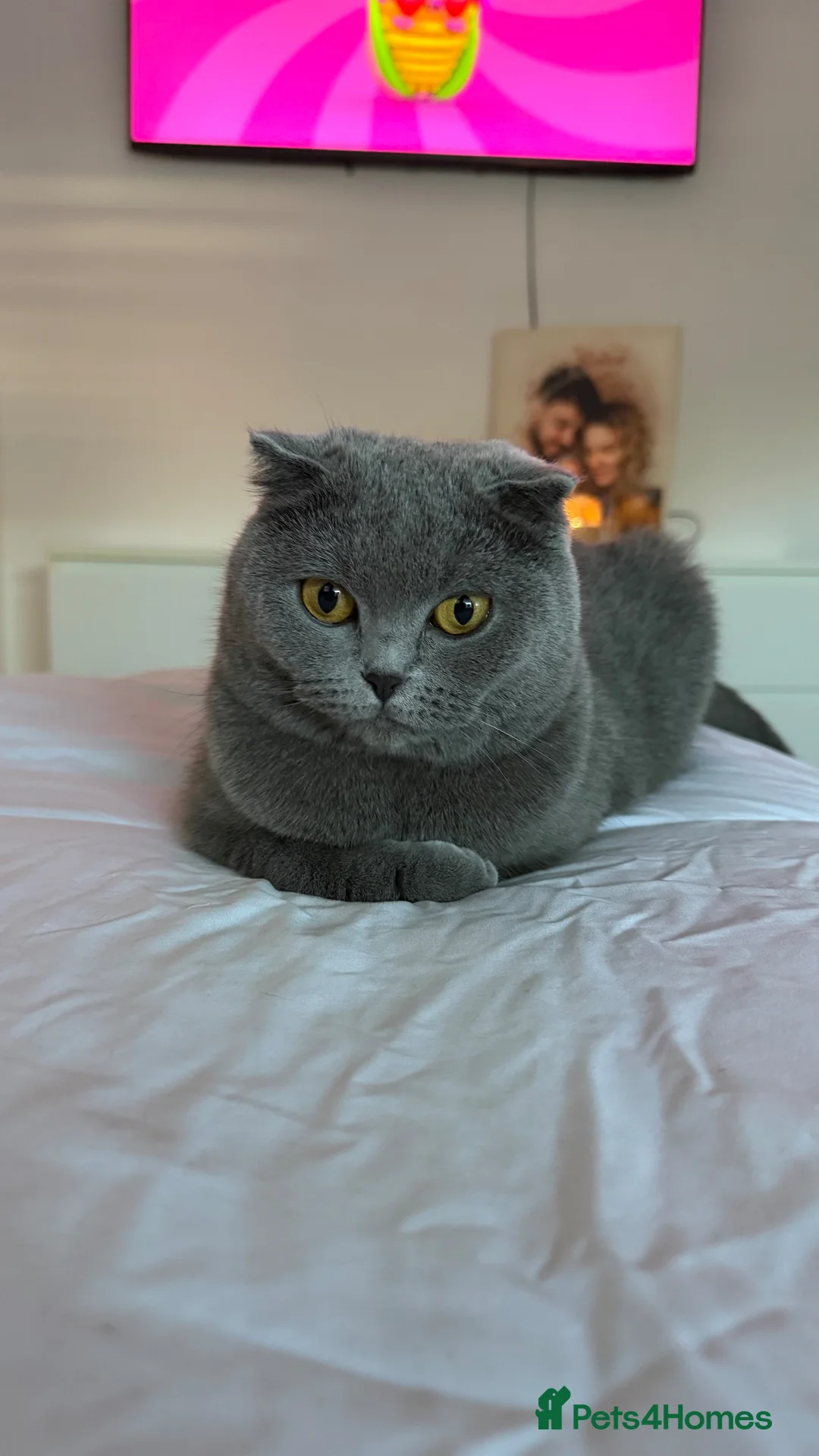 Scottish Fold cats for sale: 3 Gorgeous Tiger-Striped Scottish Fold Kittens - Advert 2