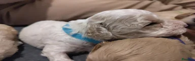 Cockapoo - Blue band