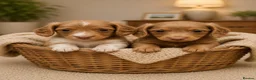 Miniature Dachshund dogs for sale: Long haired 🐶 fluffy 🐾 miniature dachshund pups in Sudbury - Advert 11