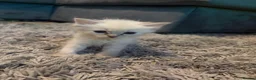Ragdoll cats for sale: Beautiful Ragdolls  - Advert 18