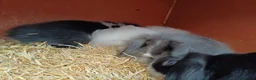 Mixed Breed rabbits for sale: Rabbits-8 weeks old. Cross lop eared, lion heads. in Benfleet - Advert 8