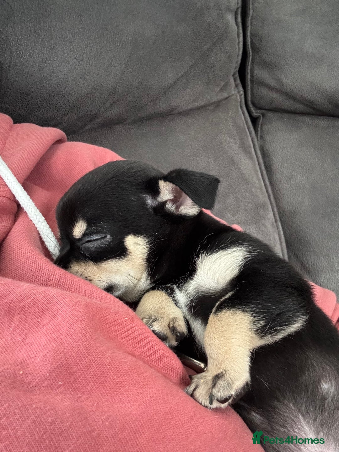 Chihuahua dogs for sale: Chihuahua puppy’s  - Image 4