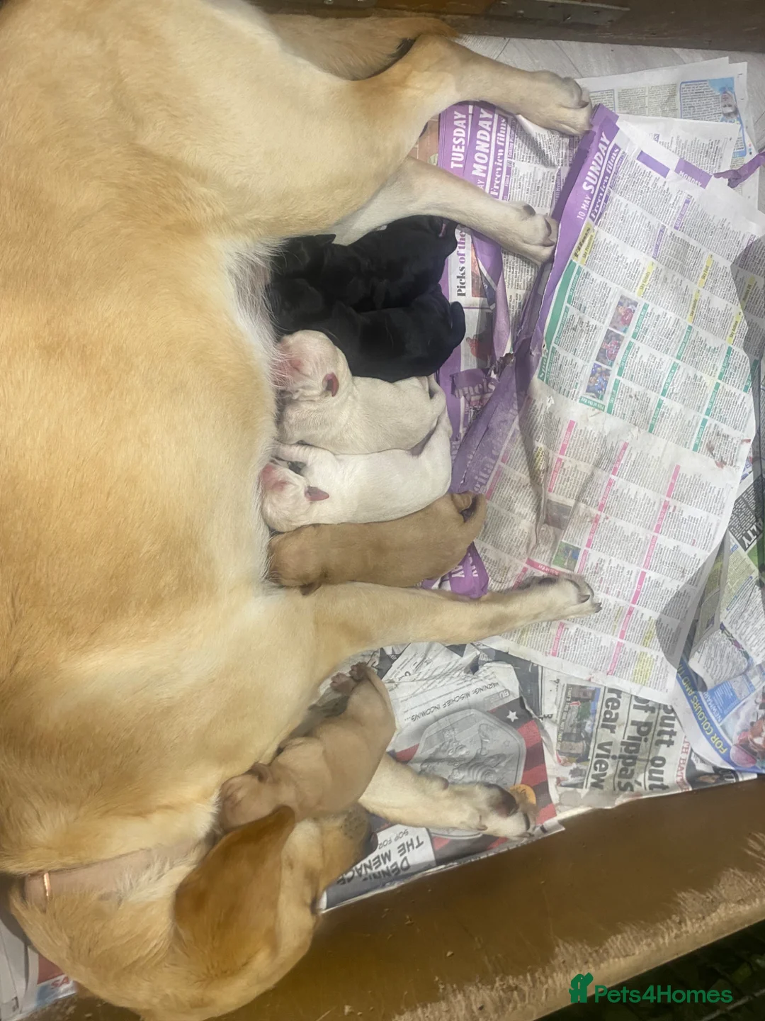 Labrador Retriever dogs for sale: Beautiful Labrador Retriever Cross Puppies - Advert 2