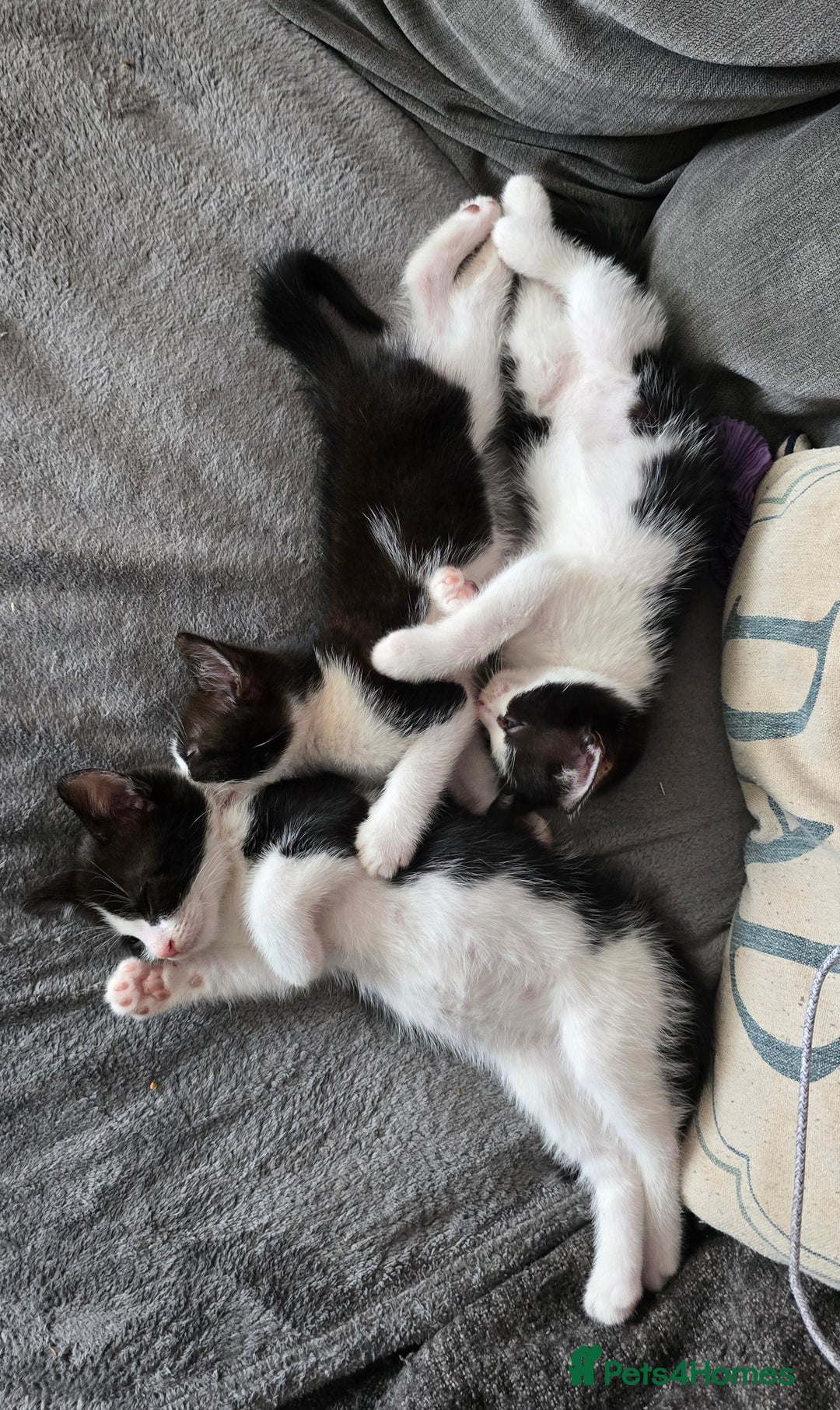Mixed Breed cats for sale: Adorable black and white kittens - Image 18
