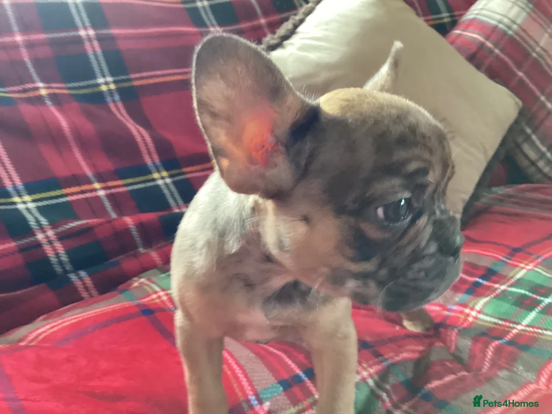 French Bulldog dogs for sale: French bulldogs - Advert 7