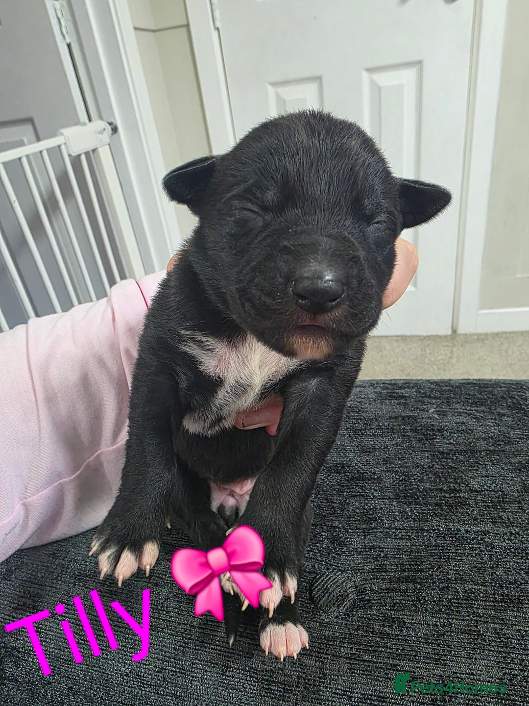 Mixed Breed dogs for sale: Saluki collie bull whippet greyhound pups - Advert 10