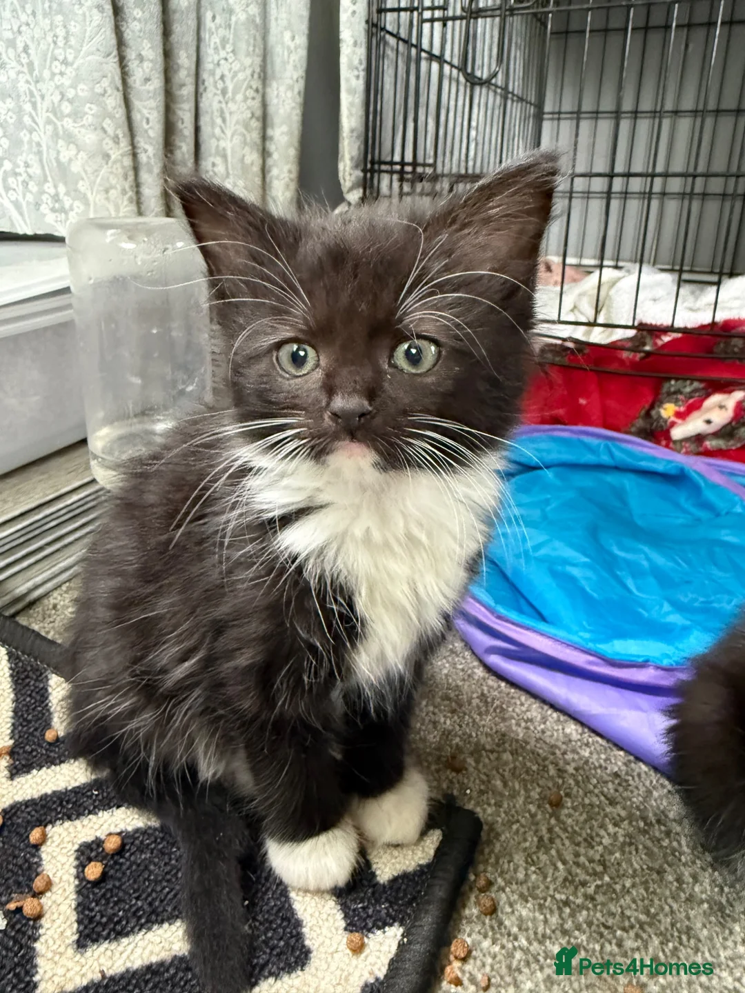 Mixed Breed cats for sale: Ragdoll x mixed breed kittens  in Launceston - Advert 4