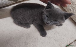 British Shorthair cats for sale: Fluffy playfull British sorthair kittens available - Image 3