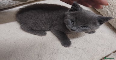 British Shorthair cats - Advert 16