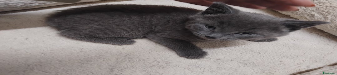 British Shorthair Kitten 4