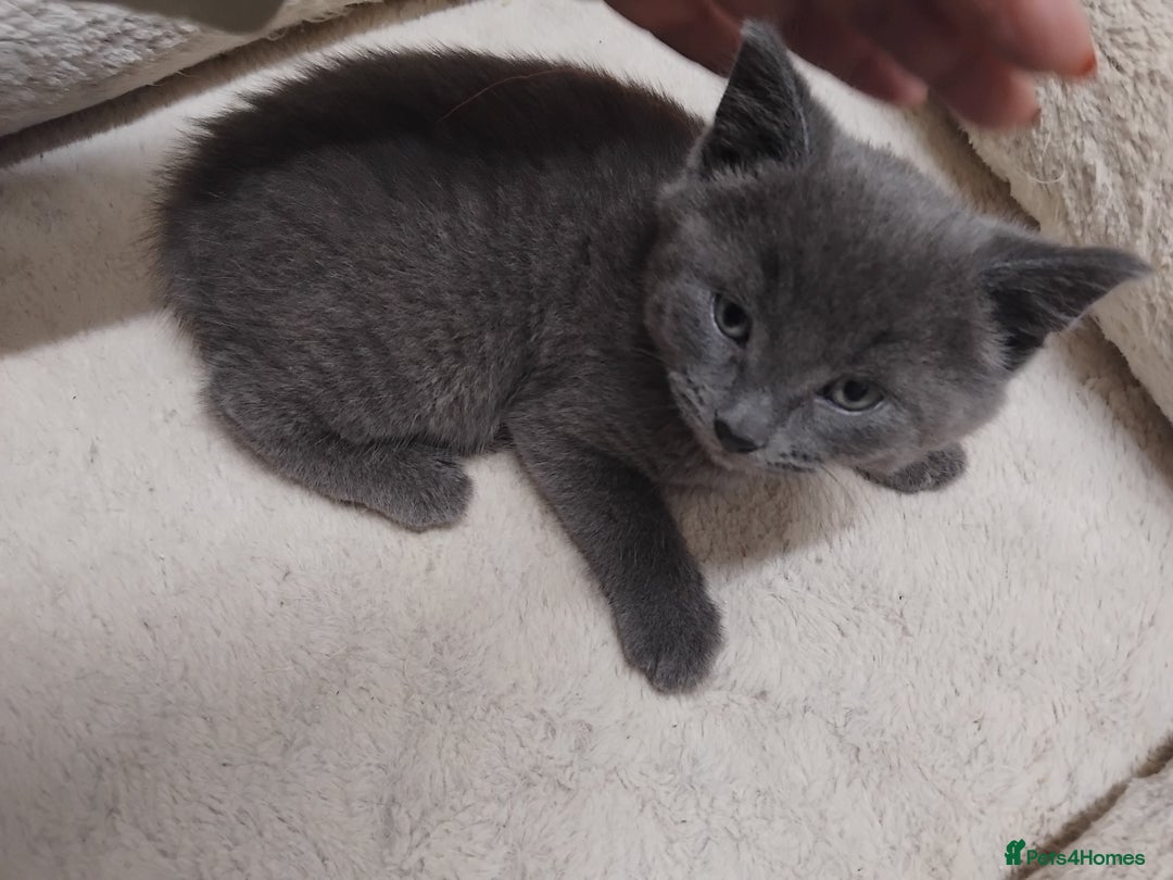 British Shorthair cats for sale: Fluffy playfull British sorthair kittens available - Image 3