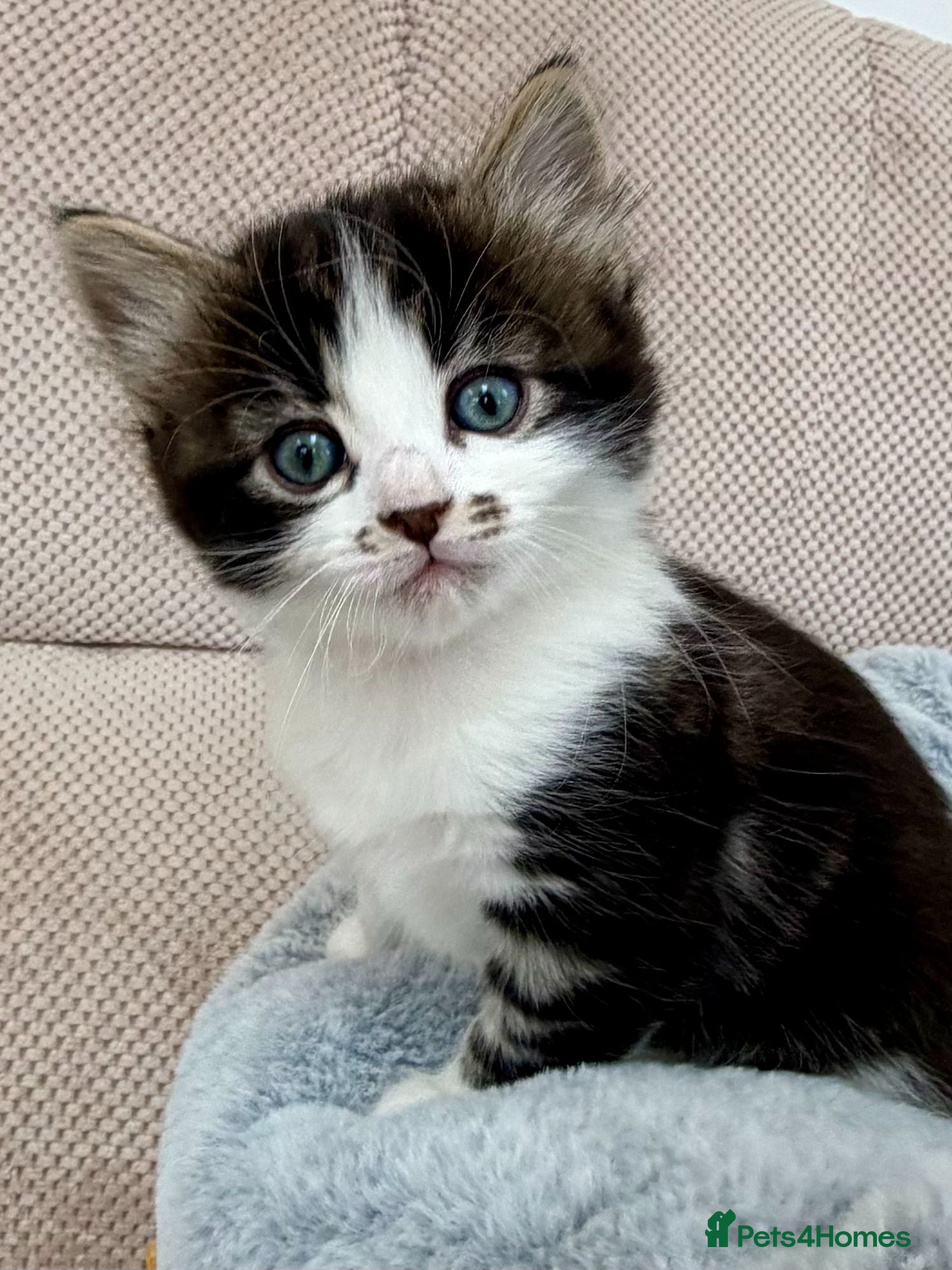 Mixed Breed cats 🐾 Four Gorgeous Kittens Loving Forever Homes - Advert 2