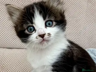 Mixed Breed cats 🐾 Four Gorgeous Kittens Loving Forever Homes - Advert 2