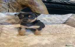 Jack Russell dogs for sale: 3 Jack Russell dog pups  - Image 2
