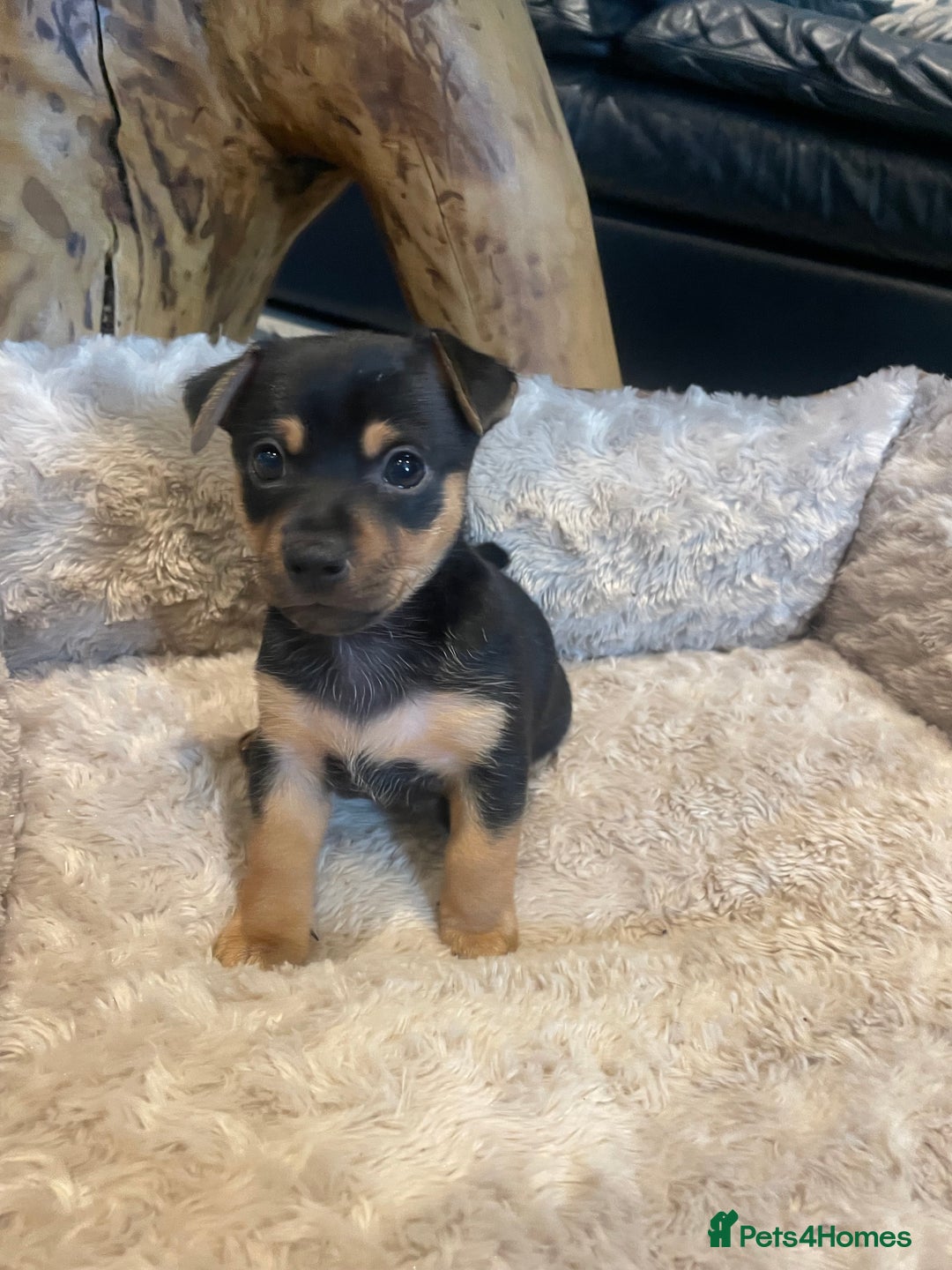 Jack Russell dogs for sale: 3 Jack Russell dog pups  - Image 2