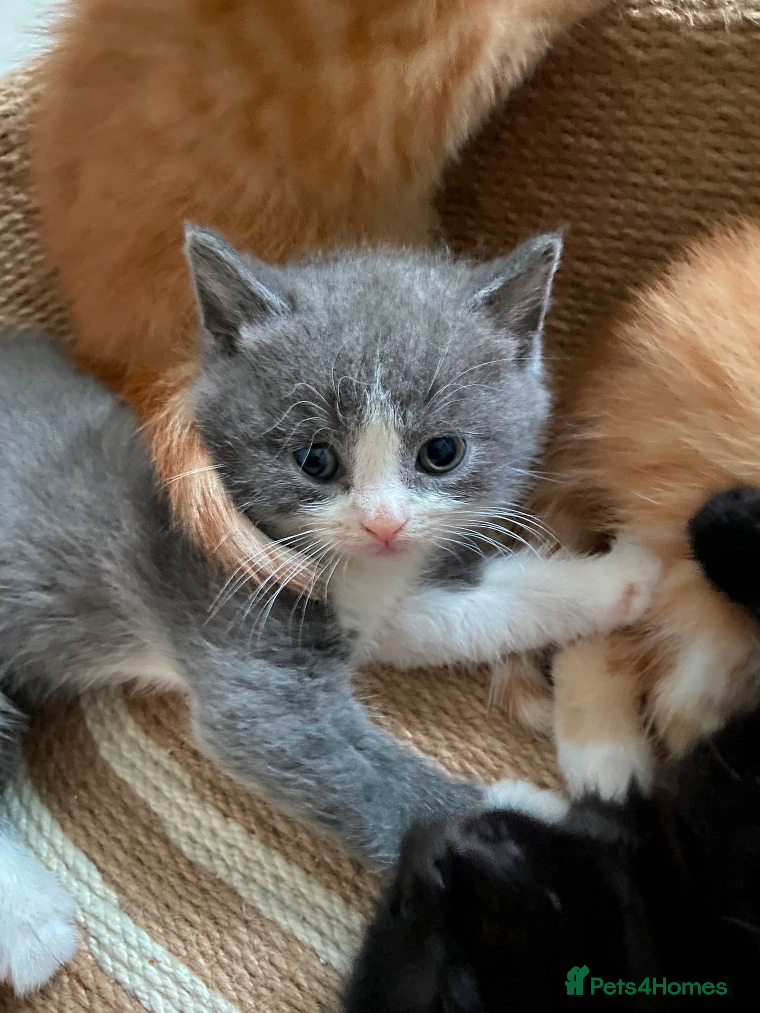 Mixed Breed cats X5 kitten for sale  - Advert 1
