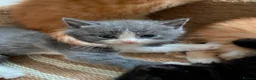 Mixed Breed cats for sale: X5 kitten for sale  - Advert 1