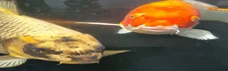 Koi Carp fish for sale: Koi /Orf /Tench- 11 in total in Wellingborough - Advert 18