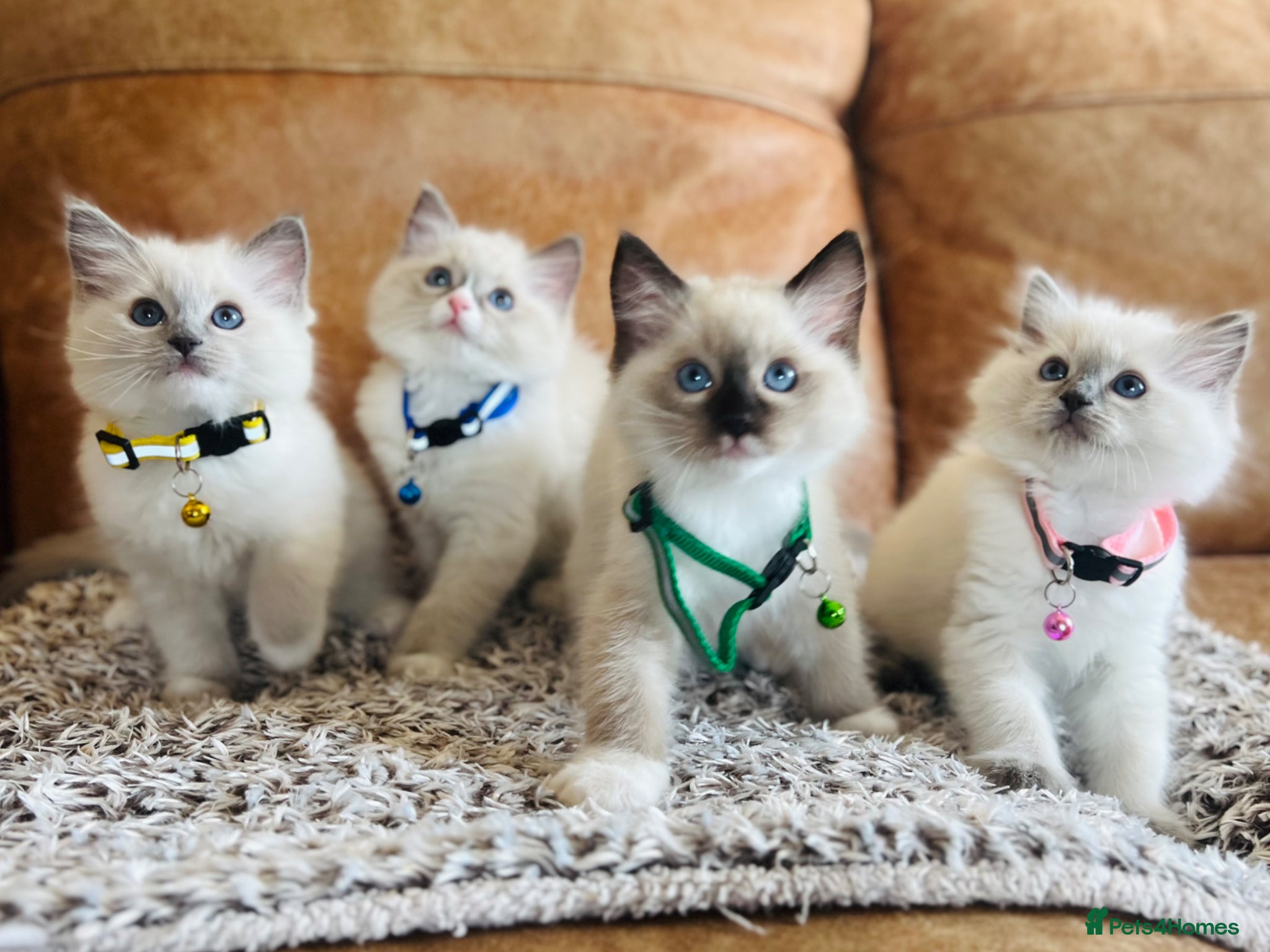 Ragdoll cats 🐈Pedigree Ragdoll Champion line 🏆 GCCF kittens  - Advert 3