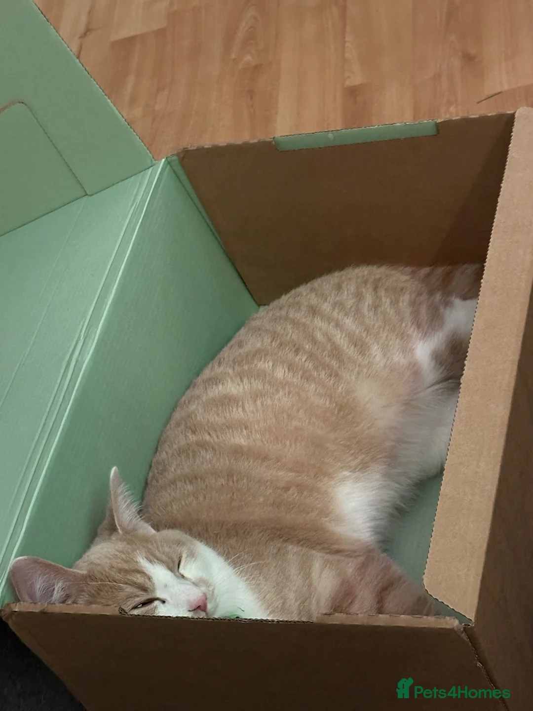Mixed Breed cats for sale: 3yr old Ginger & White M in need of a loving home in Chatteris - Advert 7