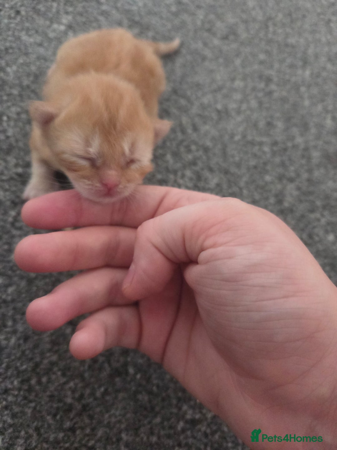 Mixed Breed cats for sale: Beautiful kittens - Image 18