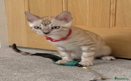 Bengal cats for sale: ❤️Outstanding Silver Mink❤️ Female Bengal TICA Reg - Image 8