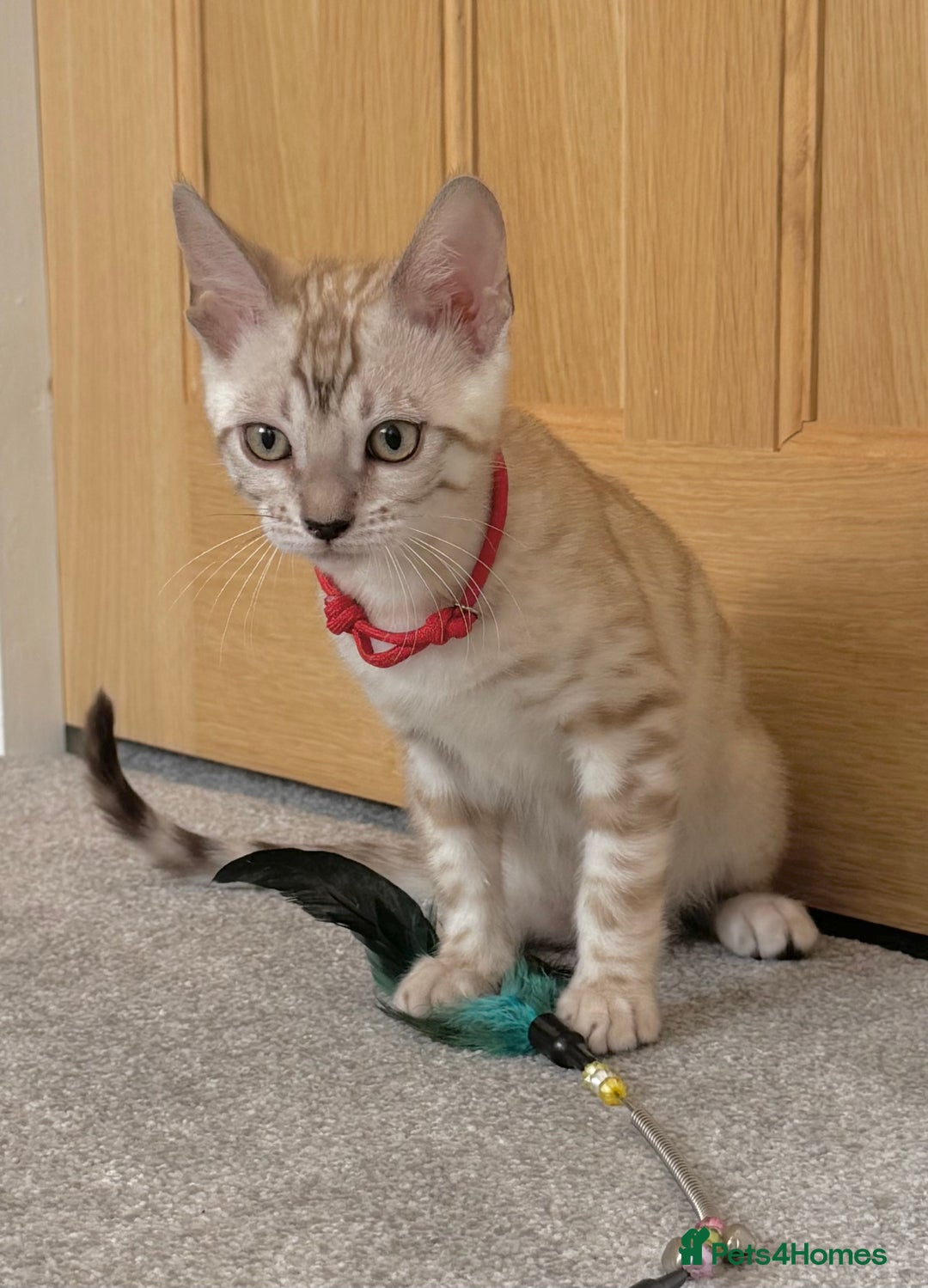 Bengal cats for sale: ❤️Outstanding Silver Mink❤️ Female Bengal TICA Reg - Image 8