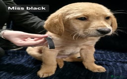 Labrador Retriever dogs for sale: Golden Labrador puppies  - Image 32