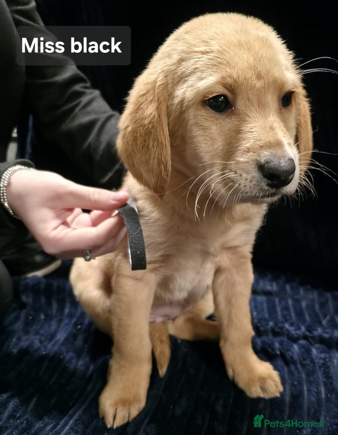 Labrador Retriever dogs for sale: Golden Labrador puppies  - Image 32