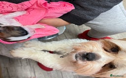 Shih Tzu dogs for sale: ShihTzu Newborn Puppies 💕Home-Raised & Well-Loved - Advert 17