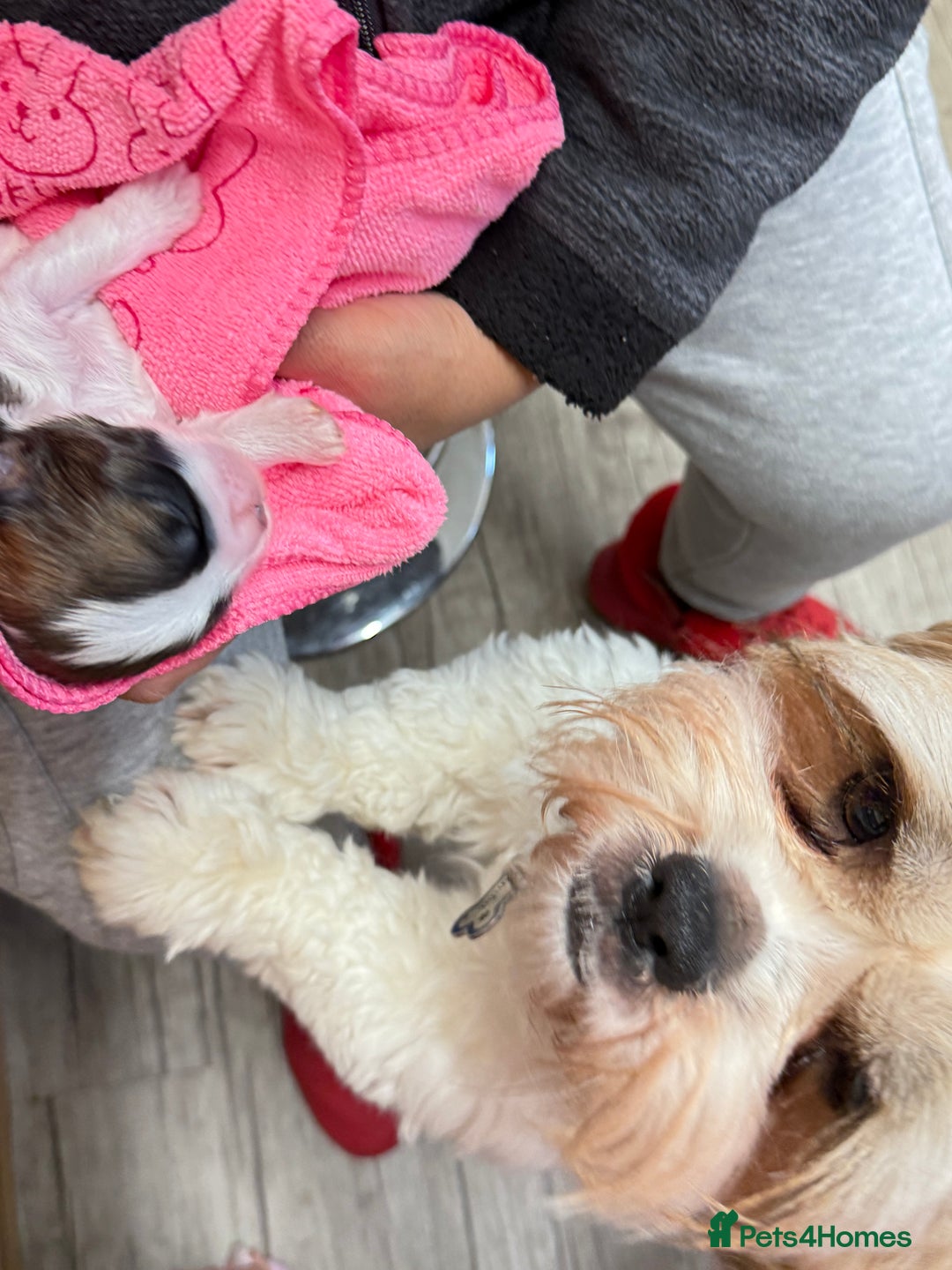 Shih Tzu dogs for sale: ShihTzu Newborn Puppies 💕Home-Raised & Well-Loved - Advert 17