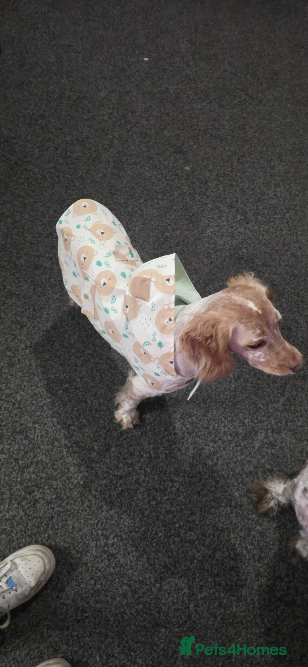 Cocker Spaniel dogs for sale: Rocky the beautiful cocker spaniel boy in Winchester - Advert 2