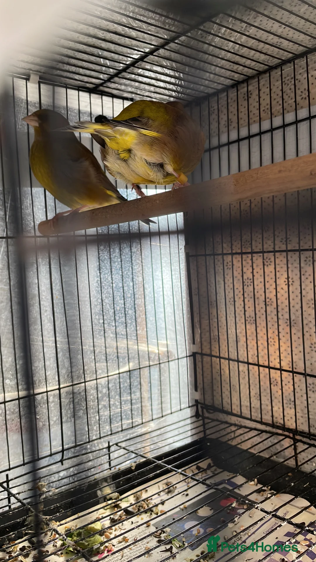 Finches birds for sale: Green finch  in London - Advert 10