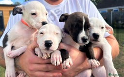 Mixed Breed dogs for adoption: CHASE IS A GORGEOUS AMBULL X PUPPY - Image 8