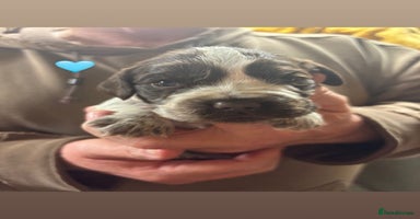 Cocker Spaniel dogs CHOCOLATE ROAN SHOW COCKER SPANIELS - Advert 11